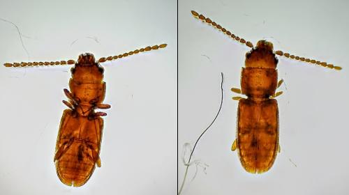 Cryptolestes sp.